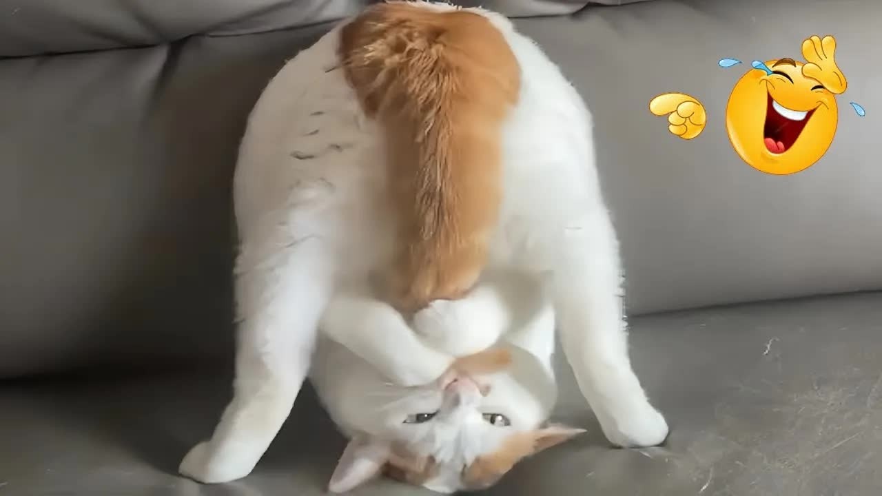 The Funniest CATS... So Far 🌟🐕‍🦺 TOP Funny Cats Video 2026 🤪 #funnydogs #animals #funnycats