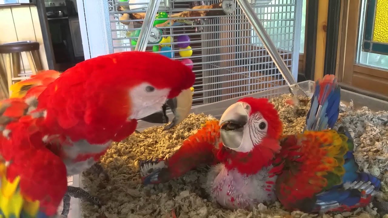 Sissy Feeds The Baby