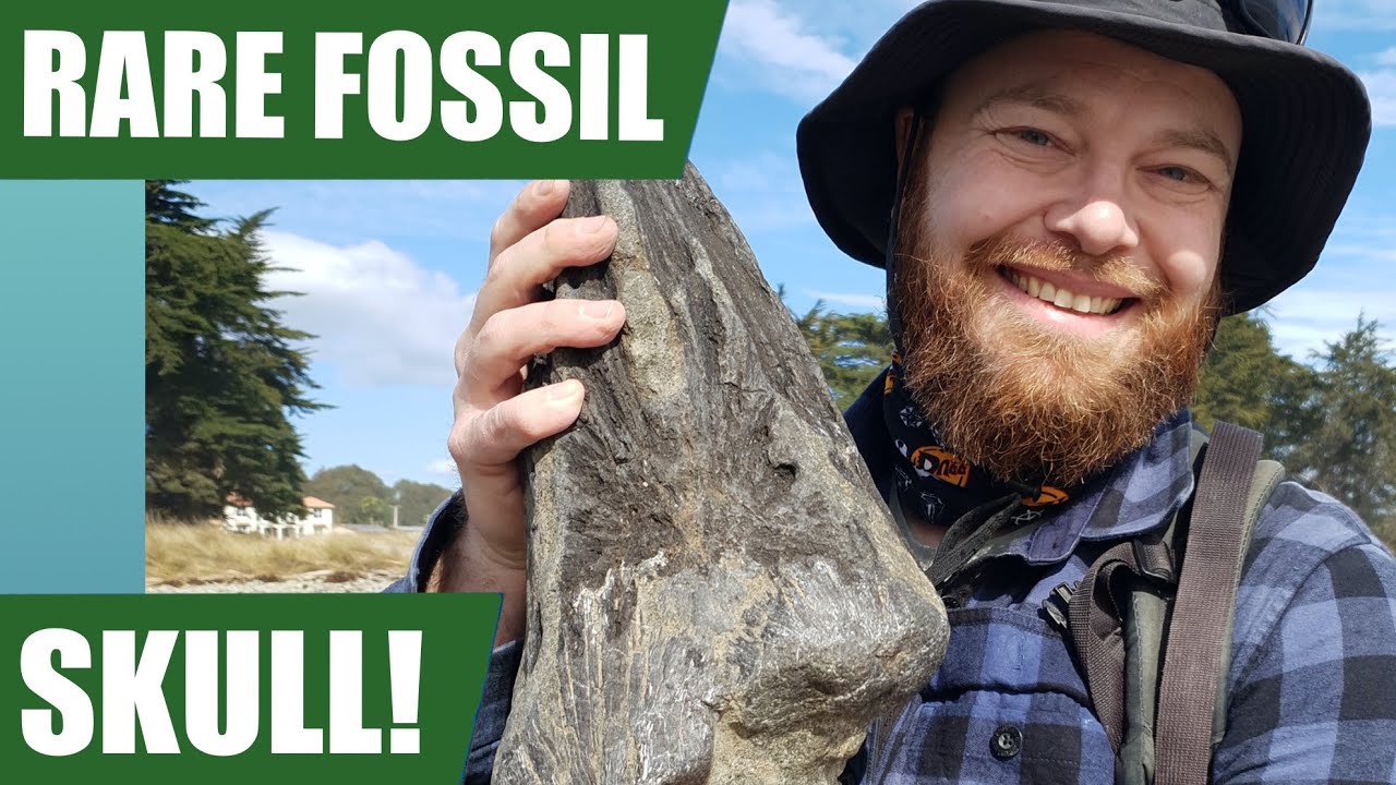Rare fossil marlin skull discovery - one of my best fossil hunts yet - around 50 million years old