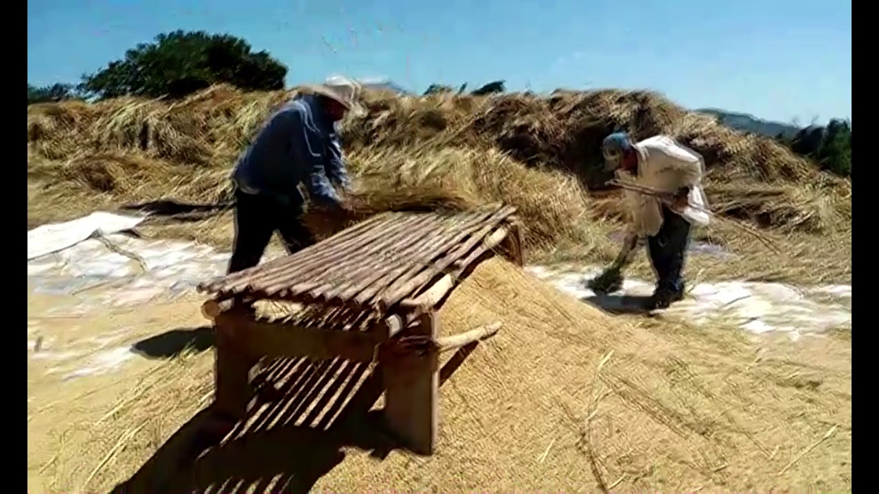 Así se aporrea el arroz en La Esperanza.