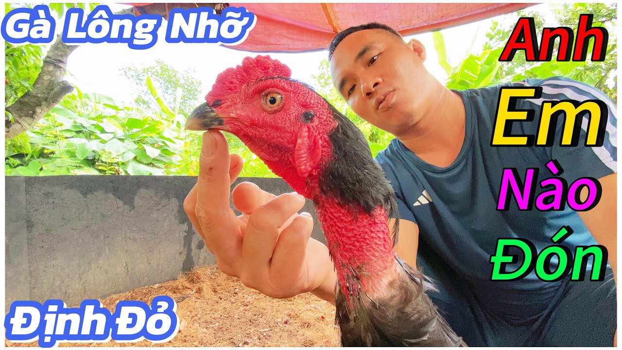 Định Đỏ - Gà Lông Nhỡ Ô Chuồng Số 2 Anh Em Nào Đón Về Nuôi ? / Định Đỏ