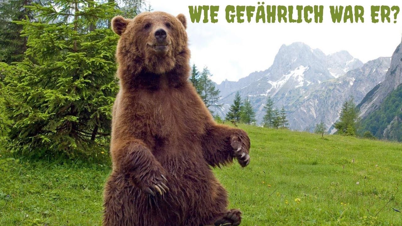 Bruno ein Bär zur falschen Zeit am falschen Ort(Bruno der Problembär Doku)