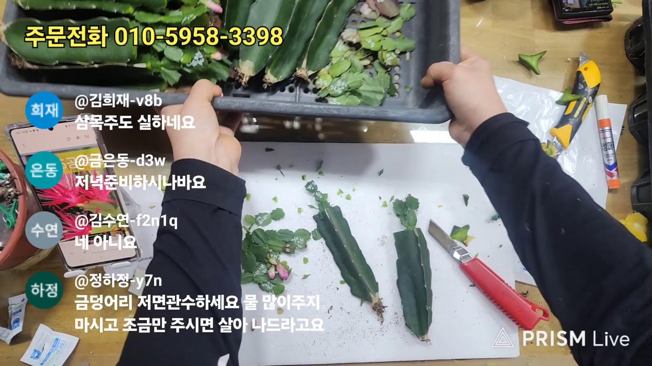 공주농원 수입게발 다육식물 라이브 방송