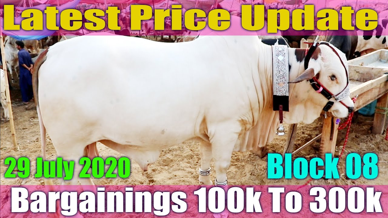 Latest Price Update Sohrab Goth Cow Mandi Karachi 29 July 2020 Block 08