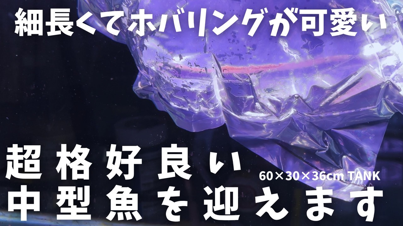 飼育難易度ちょい高めの中型魚迎えます。　＃アクアリウム