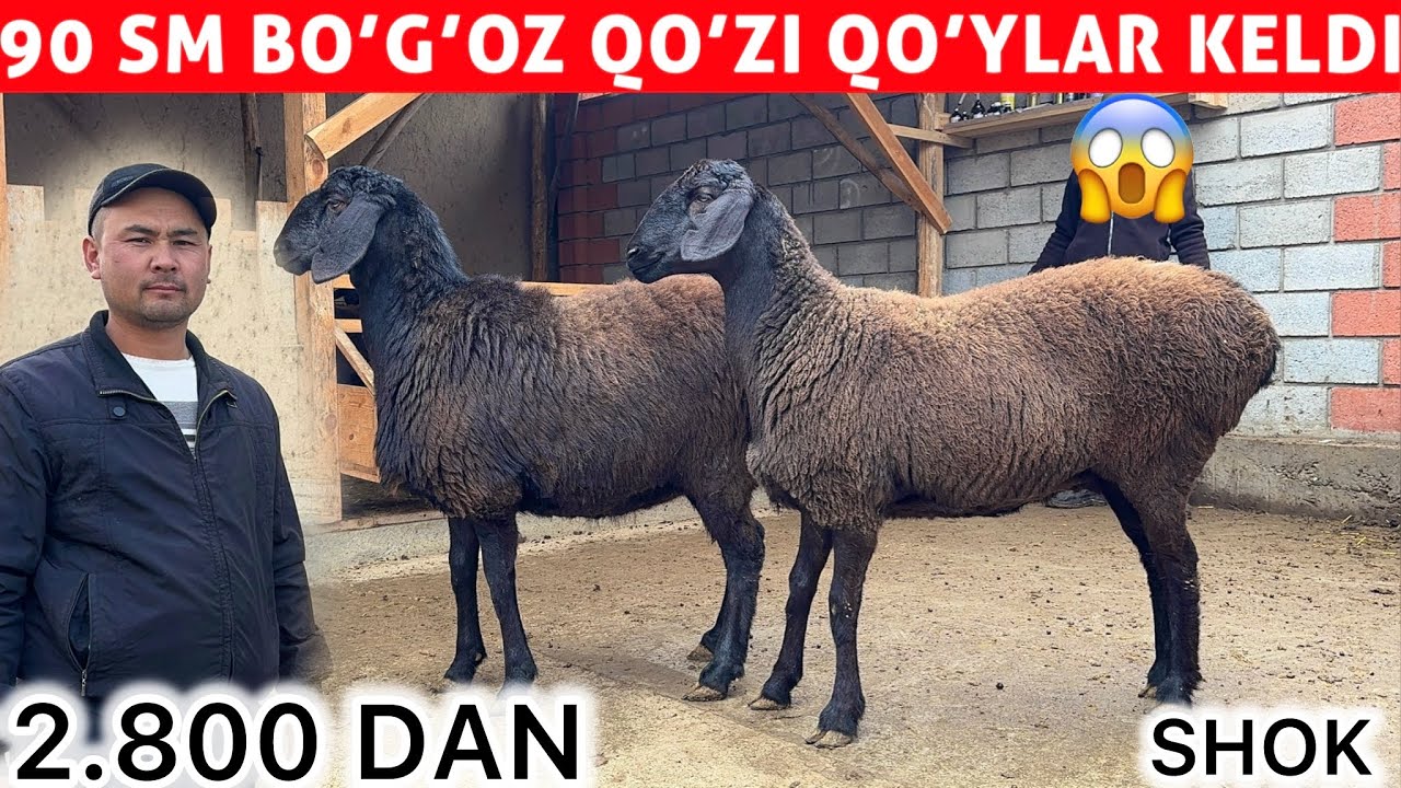	2.800 DAN BOGOZ QOZI QOCHQORLAR KELDI – 90 SM SHOK 😱