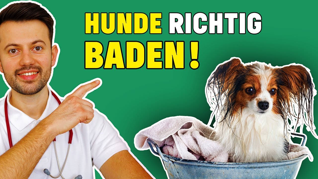 Sollte man Hunde baden? - Wichtige Tierarzt Tipps!