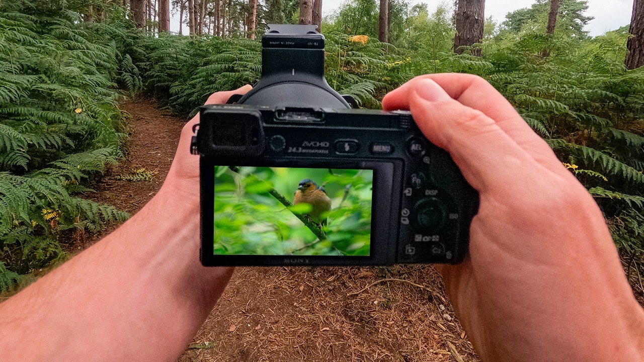 Sony A6000 POV | Fotografia przyrodnicza w przystępnej cenie