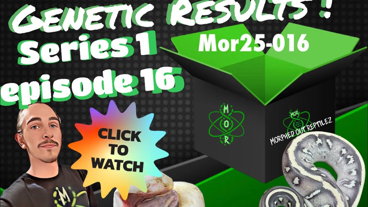 Not Every Clutch Is Easy… 🐍 | Clutch 16 Genetic Results #snake #ballpythonmorph 