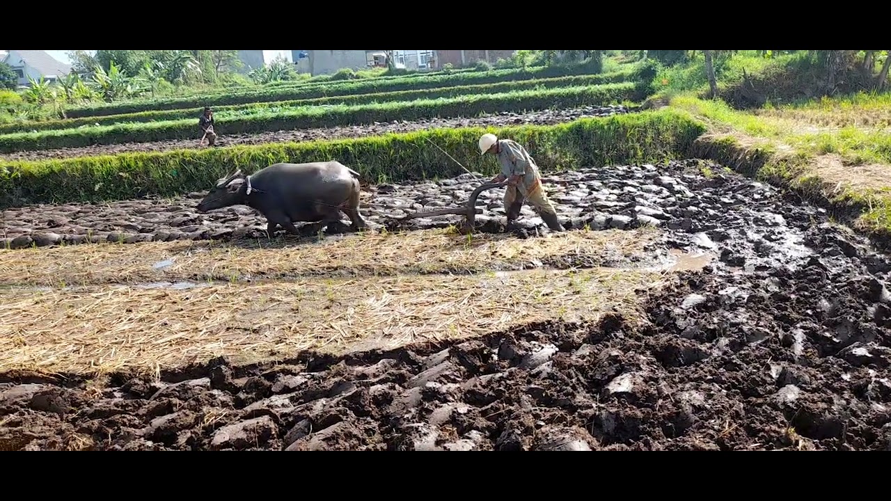 Membajak sawah dgn kerbau. #cimahi  #merpati  #merpatibalapindonesia #petanimuda  #cimahiutara