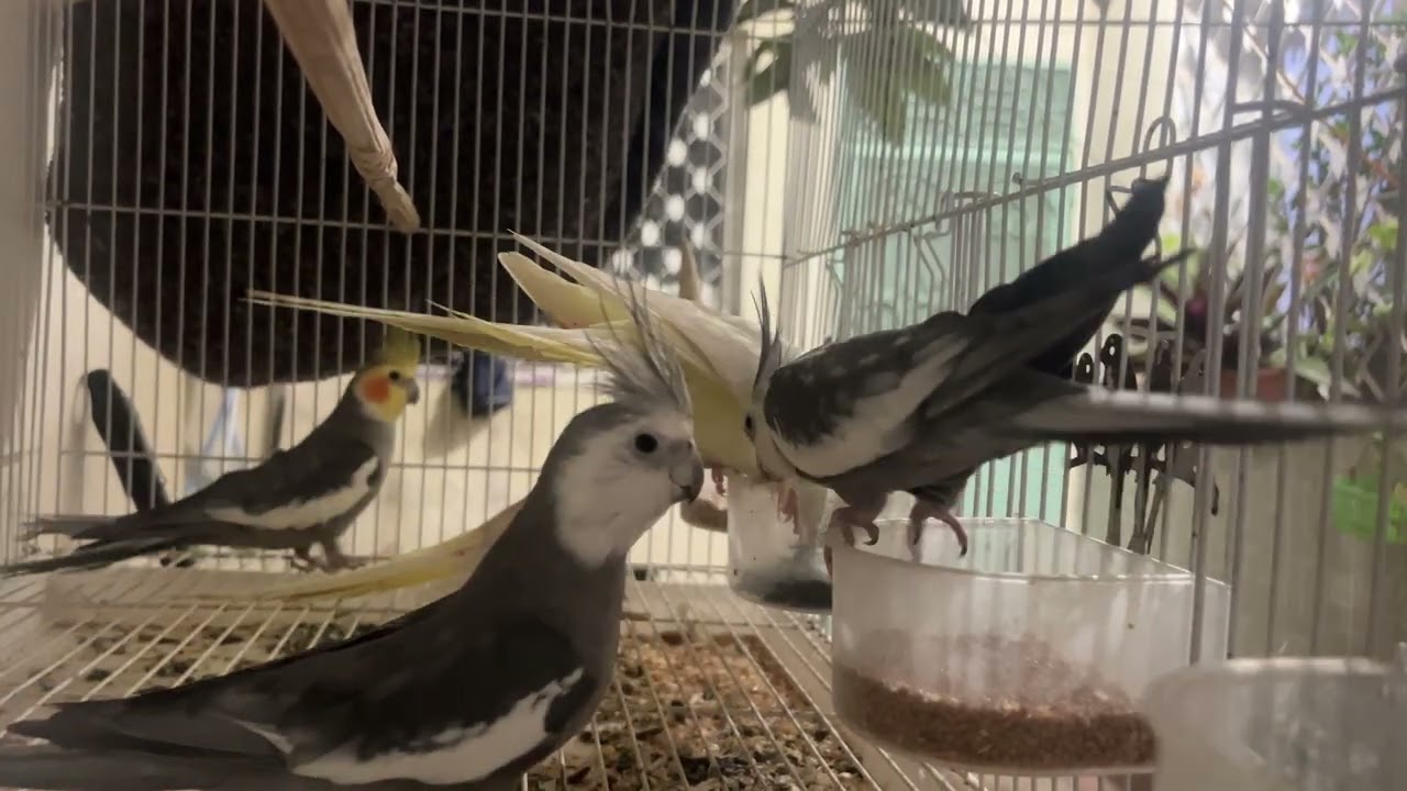 كوبل الكالوبسيت كياكلو مع بعضياتهم 🐦🐦Cockatiel Couple Eating Together