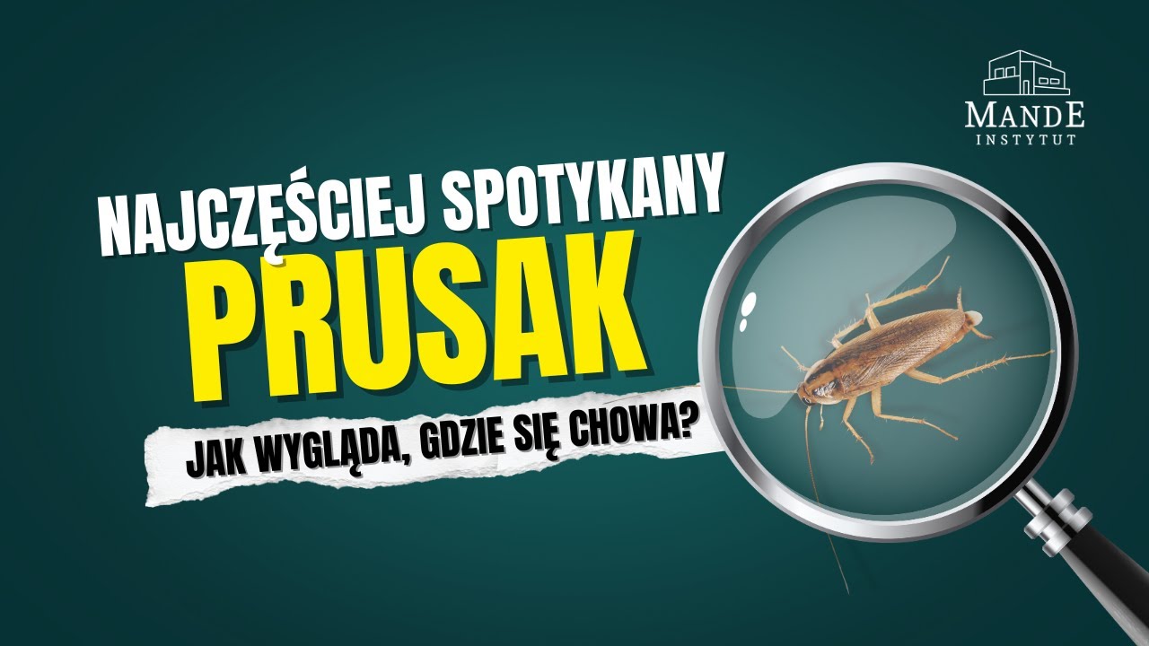 Tak wygląda karaczan prusak! Zobacz, gdzie chowają się karaluchy w mieszkaniu