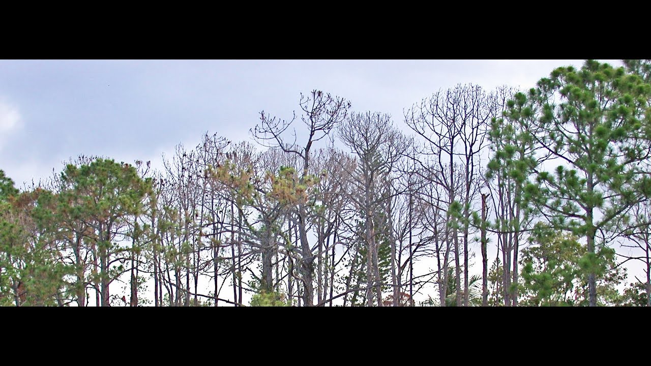 Slash Pine Decline in Collier County- 