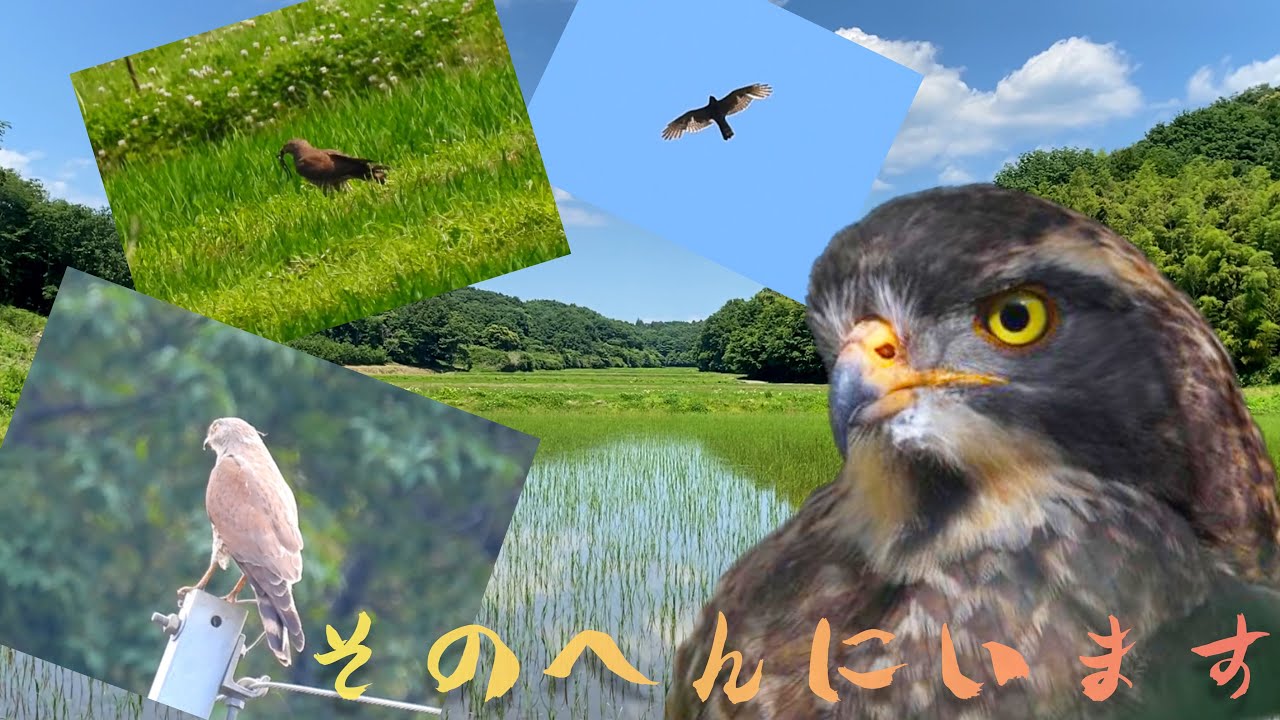 必ず会える★絶滅危惧種のカッコイイ鳥が大量にやって来る町