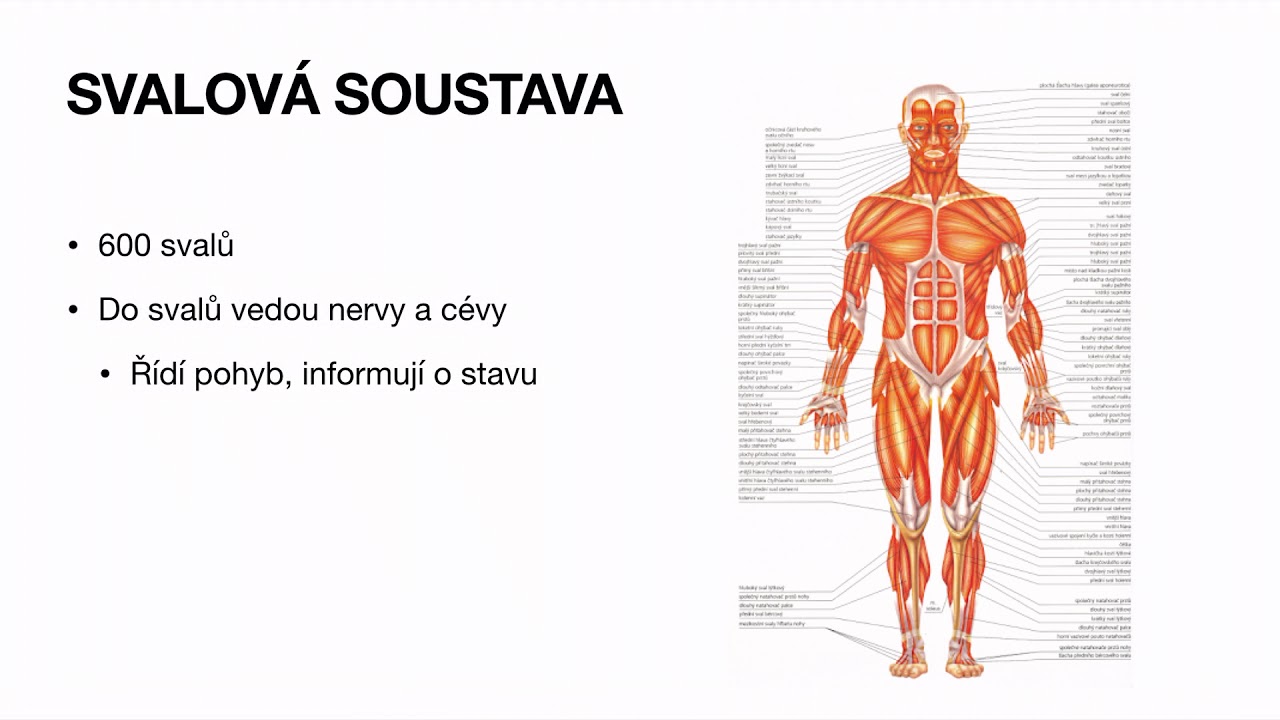 SVALOVÁ SOUSTAVA