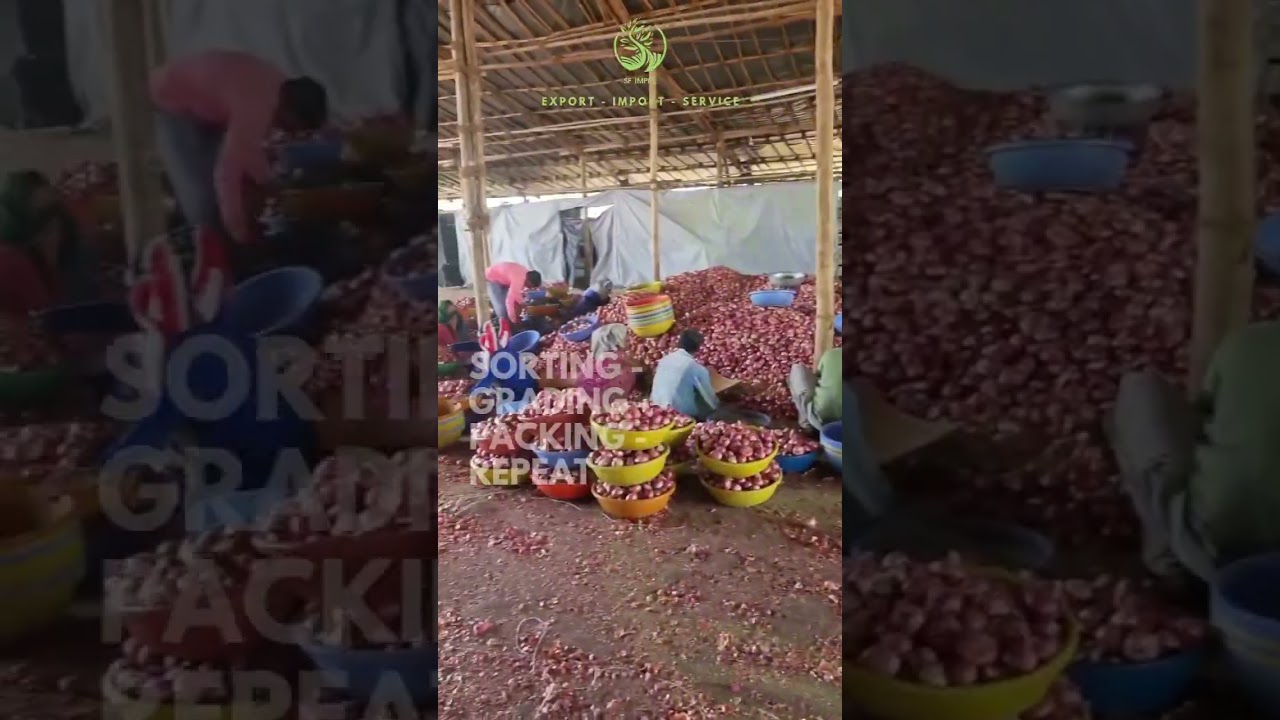 How to export onion ?  #farming #import #export