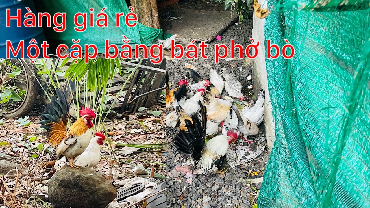 Giá rẻ như cho một cặp chi bằng bát phở bò thôi