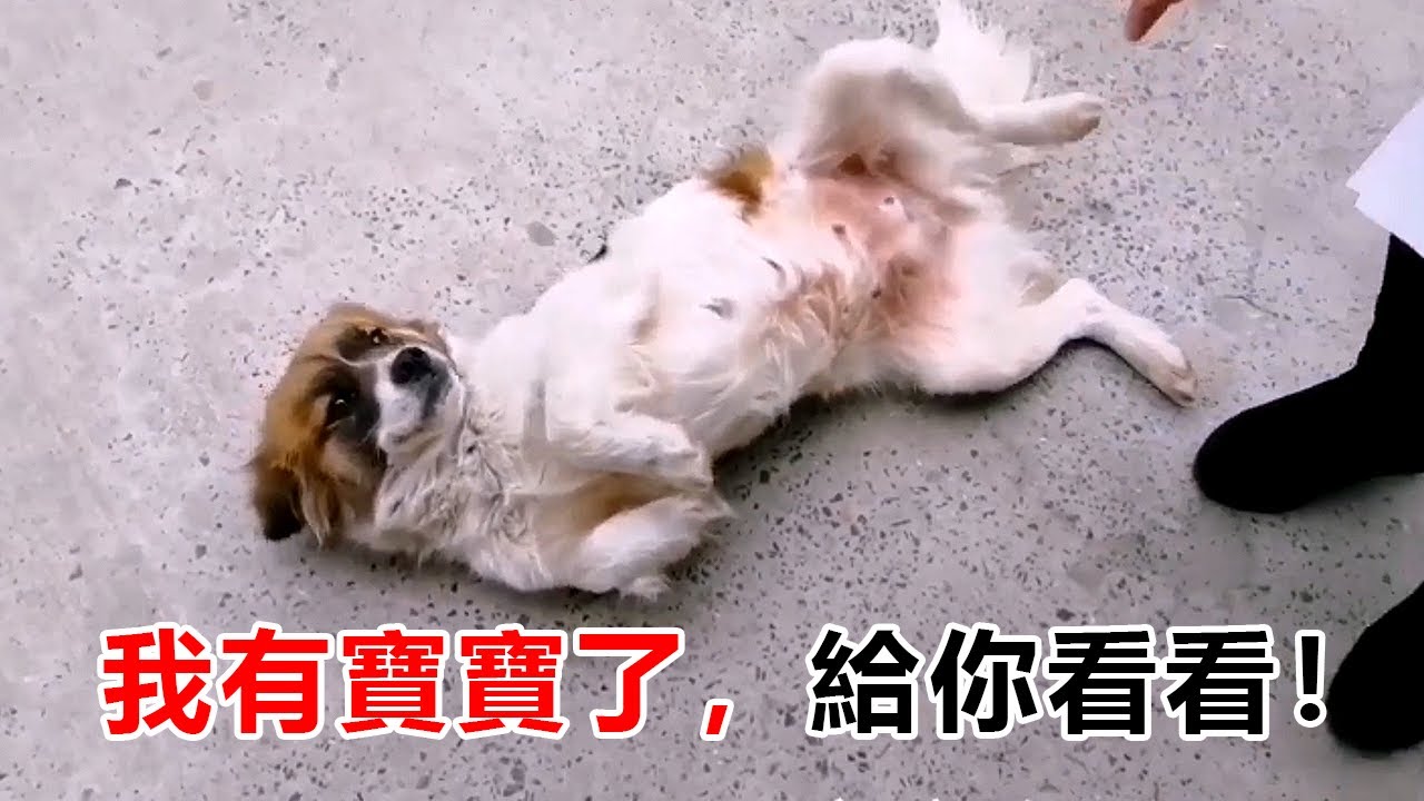小區里流浪狗媽媽懷孕了，總是躺下告訴別人，她有寶寶了！估計要生了，卻找不到她...