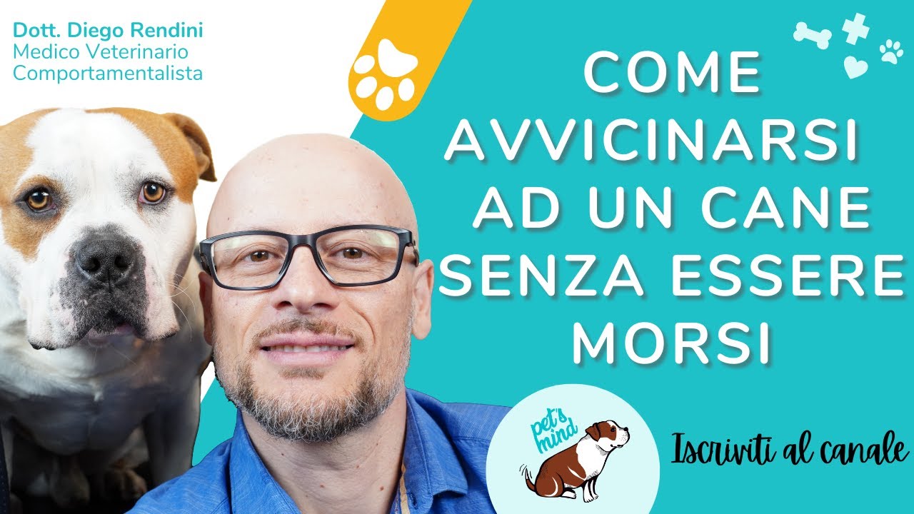 Come avvicinarsi ad un cane senza essere morsi