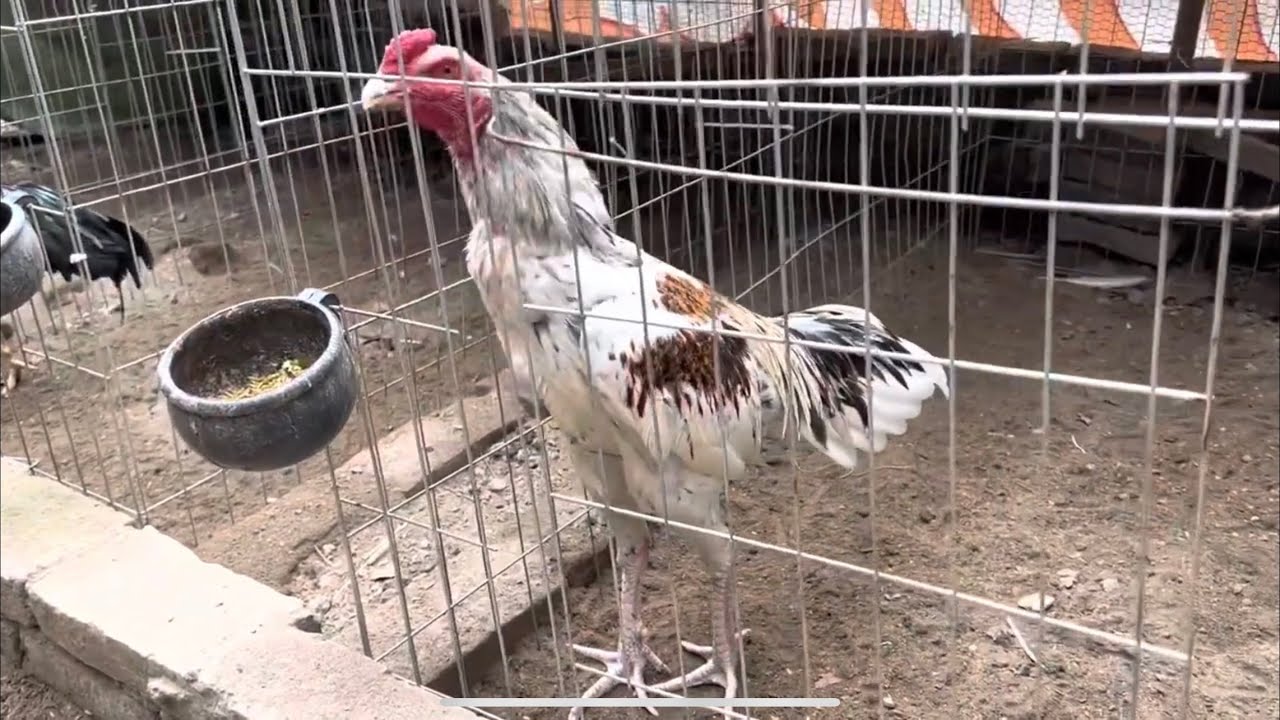 Vlog 07: THAM QUAN TRẠI GÀ TRỌI LỚN Ở HƯNG YÊN