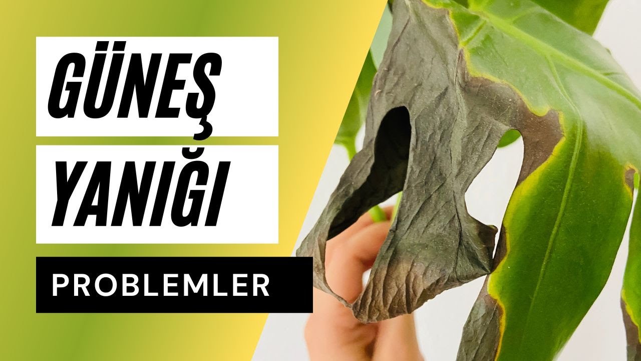 Yapraklarda Güneş Yanığı | Bitkim Güneşte Kaldı Ne Yapmalıyım?