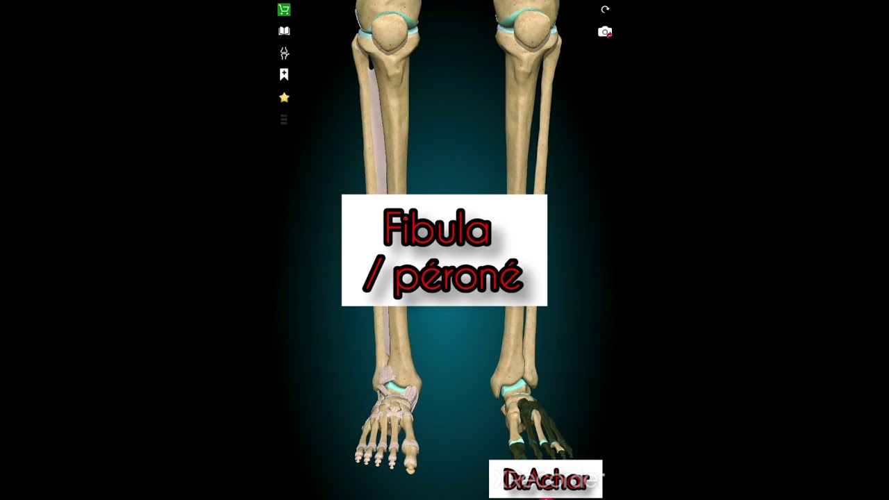 #anatomie