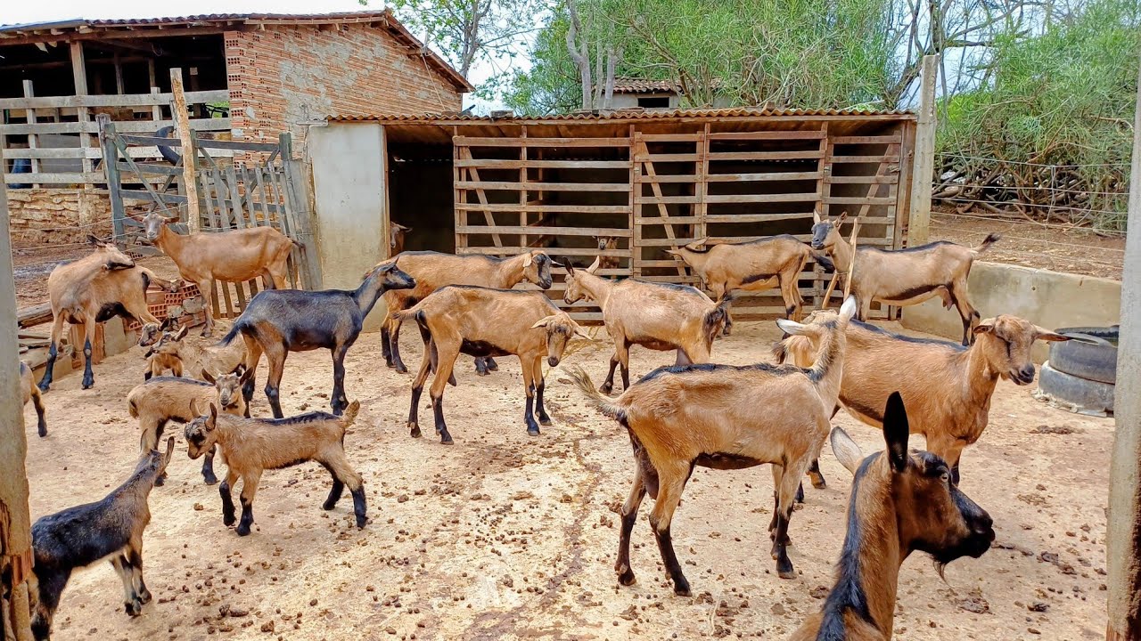 FAZENDO A LIMPEZA NO CURAL DAS CABRAS, E FALANDO SOBRE ALIMENTAÇÃO E PARIÇÃO.