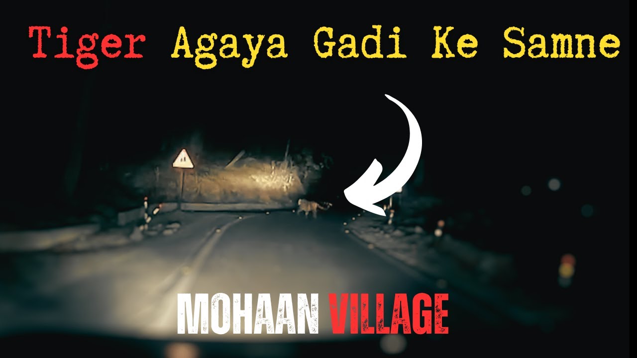 Mohaan में फिर दिखा बाघ | Tiger Caught On Camera | Corbett National Park #wildlife #jimcorbett
