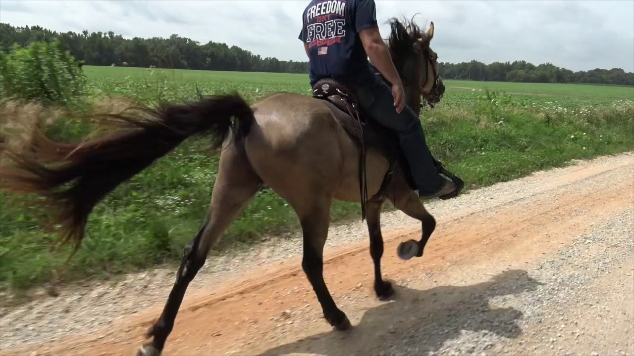 Buckskin Single-Footing Stallion - Jacob Parks Horsemanship