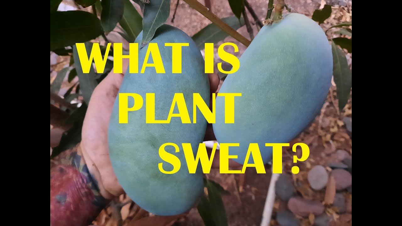 Hotter the better! This is why tropical fruit trees should be planted in the worst time of year!