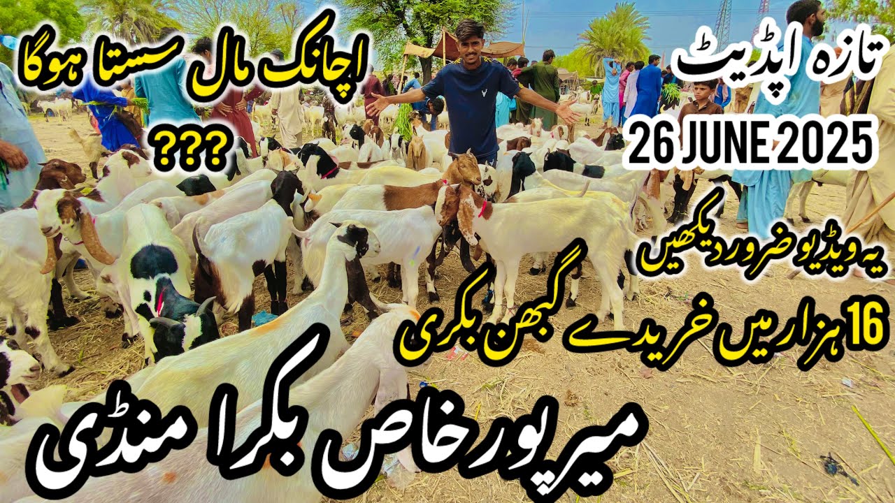 Mirpurkhas Bakra Mandi Latest Update 2026 June 2025 || Bakra Mandi 2025