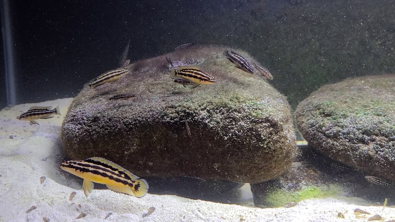 Julidochromis Ornatus