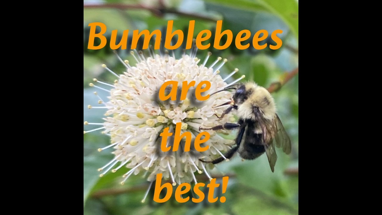 2026 WWS Bumblebees are the best! Bob Heath