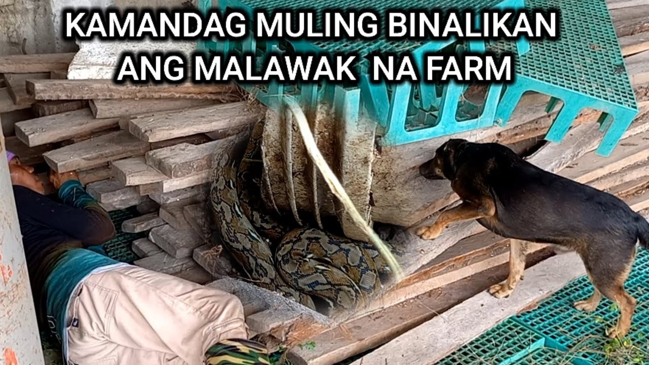 Kamandag muling binalikan ang malawak na farm