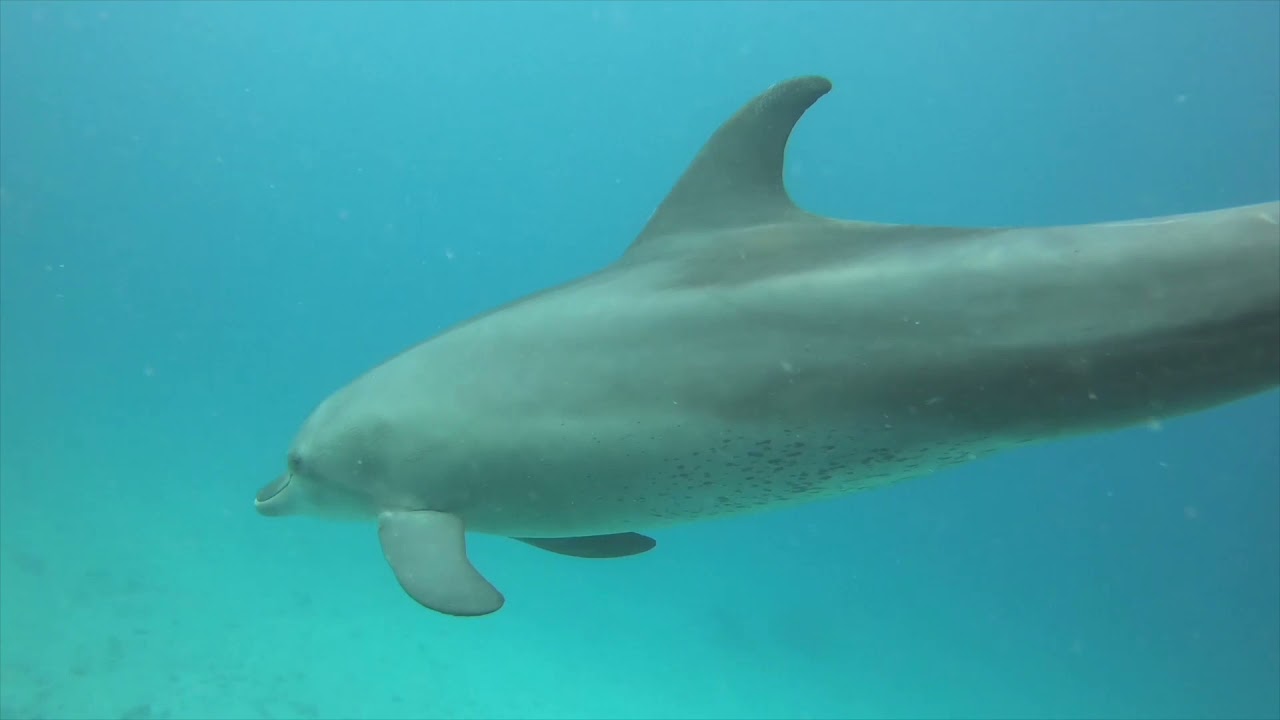 Delfin Schule vor Hurghada