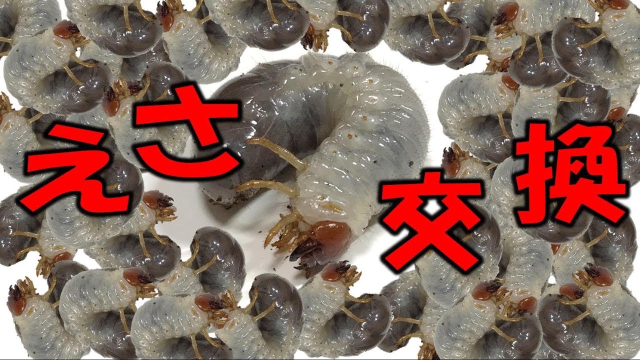 【クワガタ＆カブトムシ　マルガリータヒナカブトの繁殖は順調なのか？】（くろねこチャンネル）