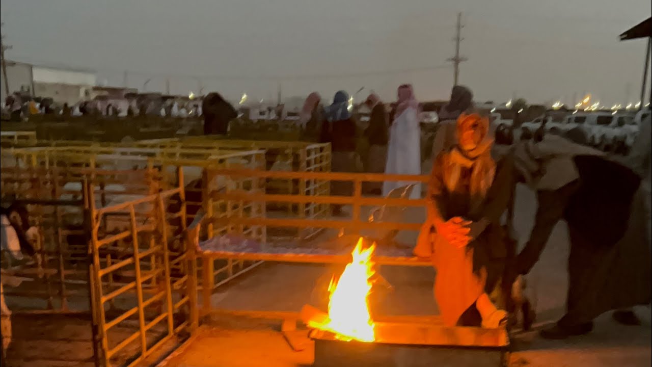 سوق الغنم في السعوديه 4/9/1444هـ (حفر الباطن) رمضان
