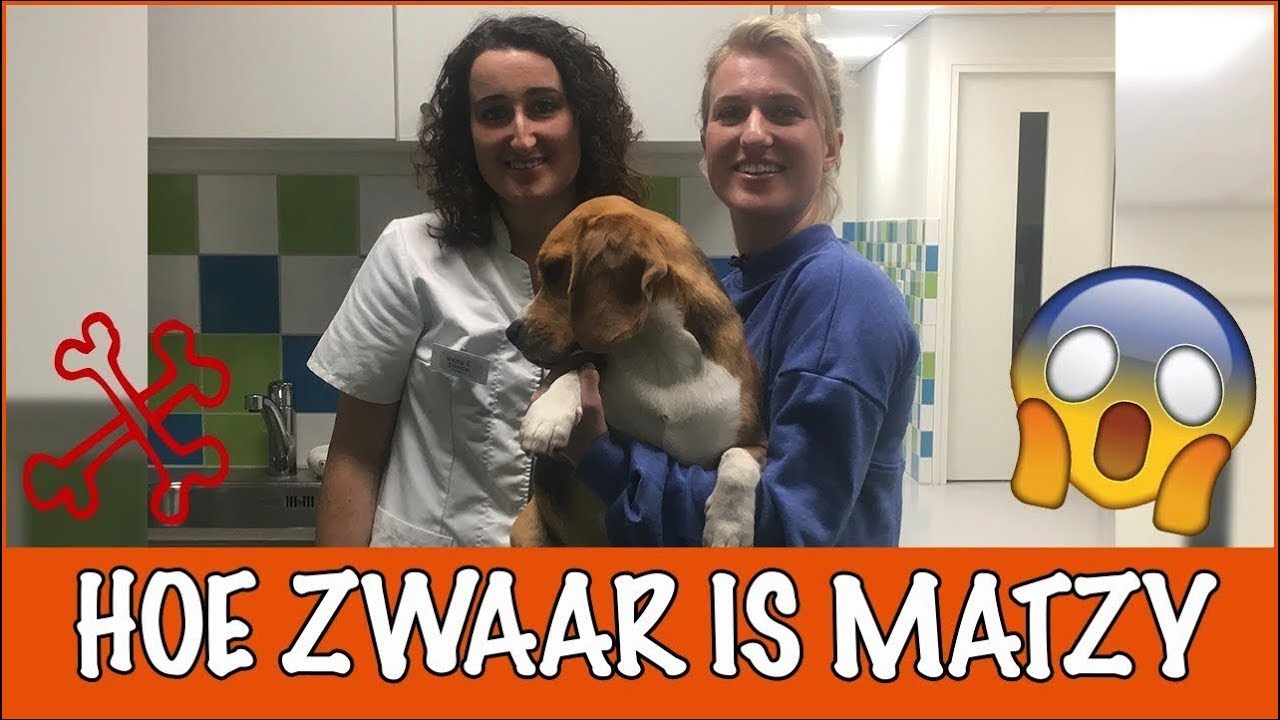 OMG is Matzy te dik?! | DierenpraatTV