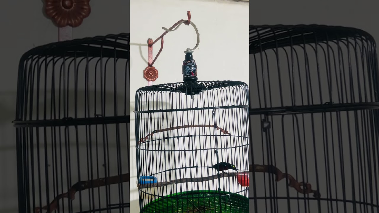 Kolibri ninja tengah malam tetap gacor 
