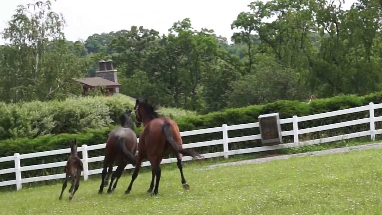 Mare steals Foal