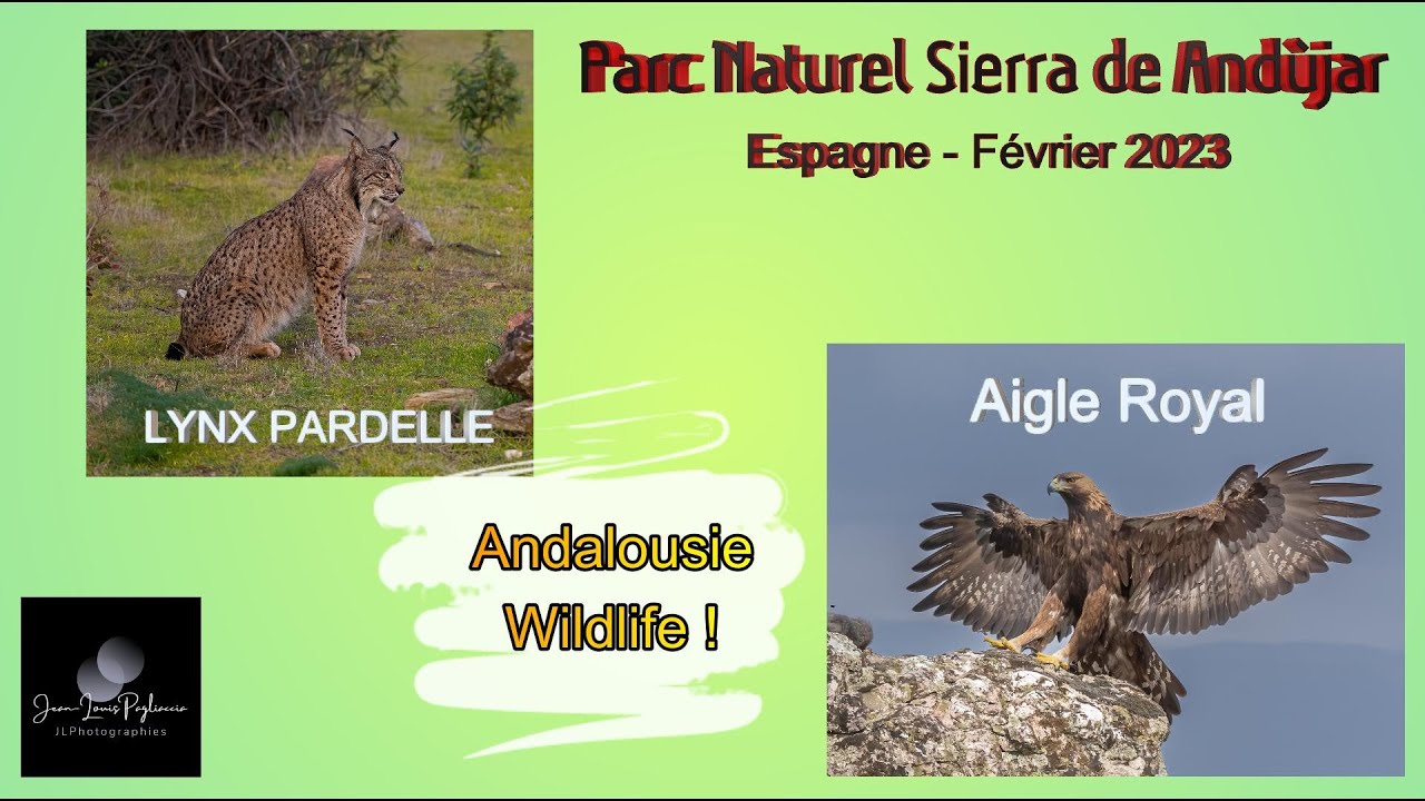 Animalier - Parc Naturel Sierra de Andujar - Lynx et Aigle Royal
