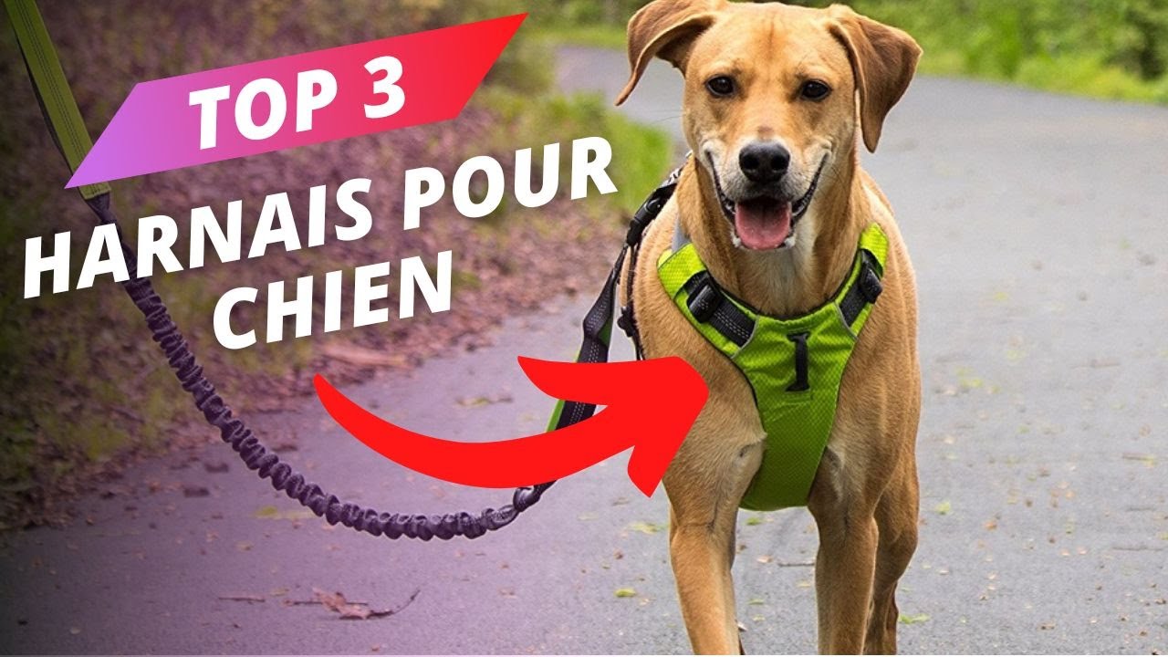 TOP 3 : Meilleur Harnais pour Chien 2023