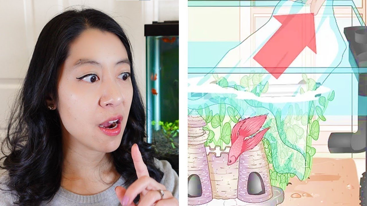 How to Set Up a Betta Tank (according to wikiHow)