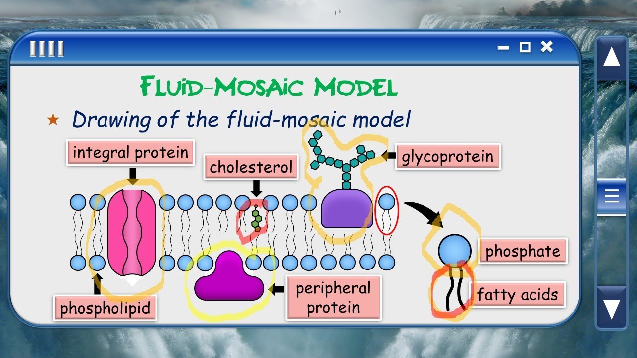 1.3 Membrane Structures