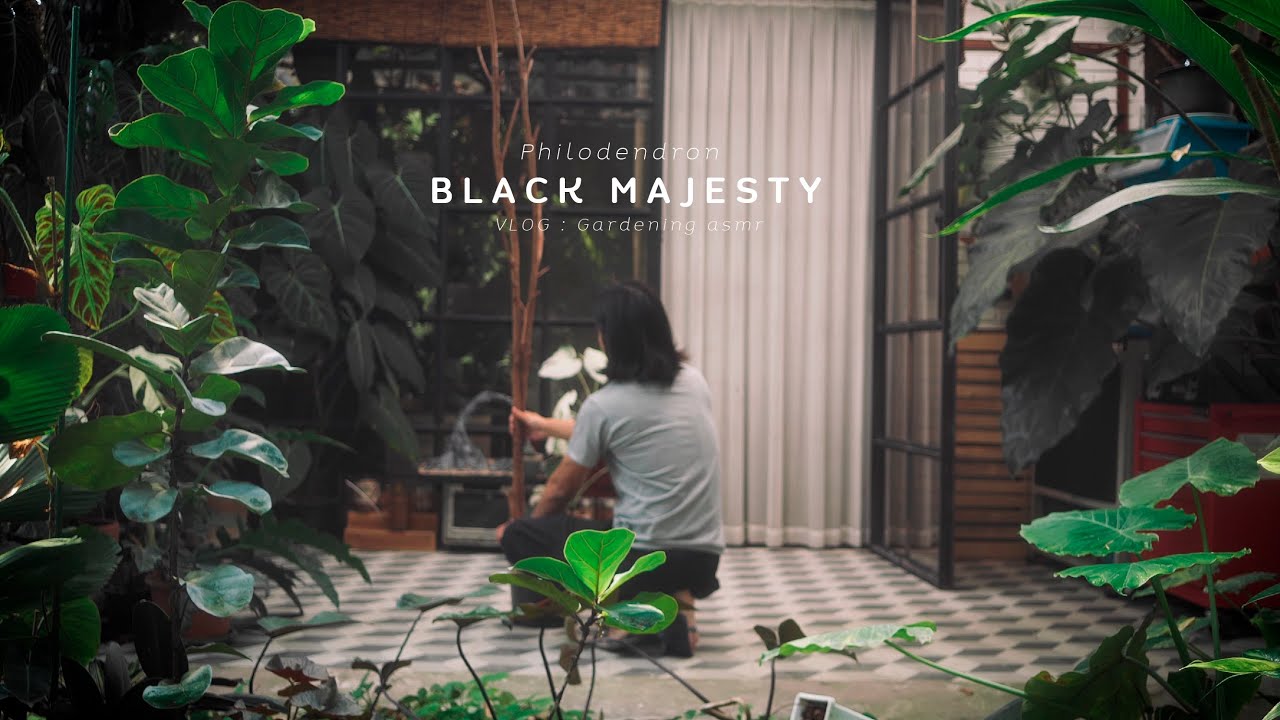 Gardening relax with philodendron black majesty 🌿
