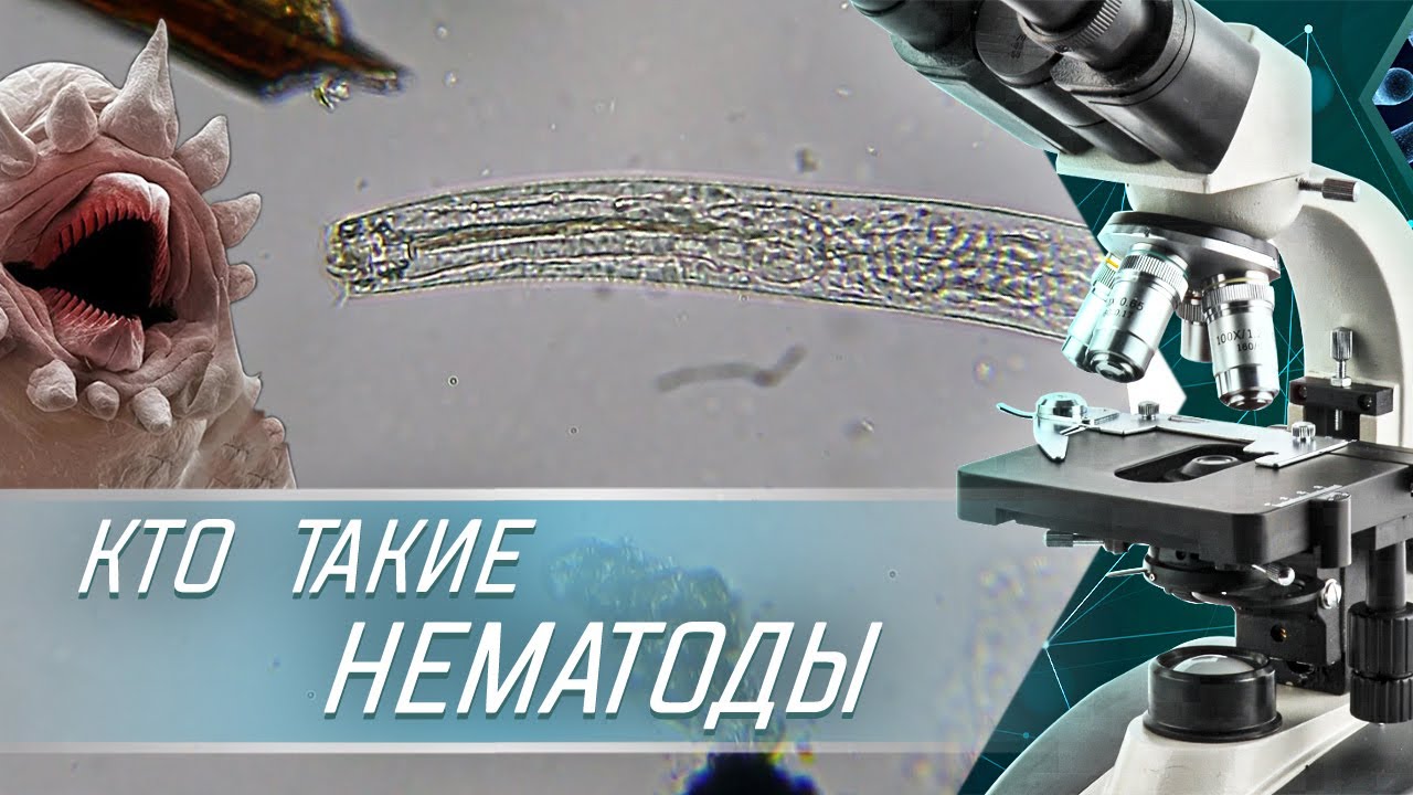 Кто ты, Нематода? КРУГЛЫЕ ЧЕРВИ И ИНТЕРЕСНЫЕ ФАКТЫ О НЕМАТОДАХ | Нематоды под микроскопом