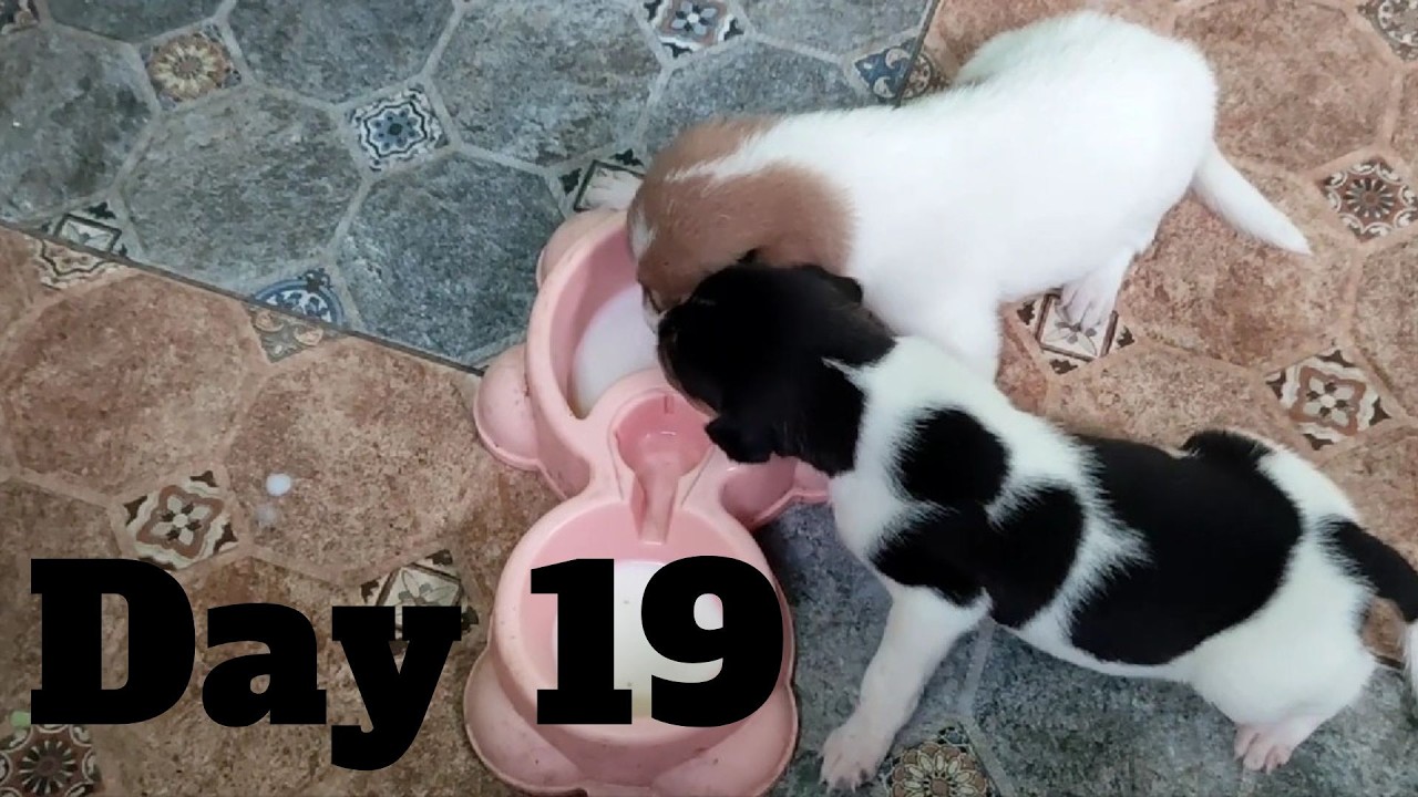Dogs Life: Day 19 – Daily Feeding & Care Update
