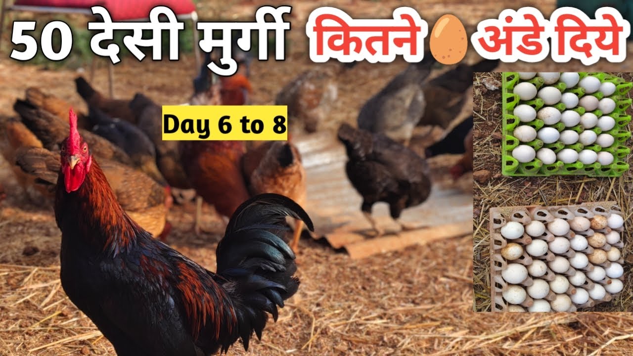 50 desi murgi farm | Day 1 to 8 updates