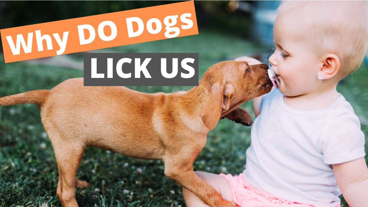 Why do dogs lick us - 10 reasons why dogs lick us