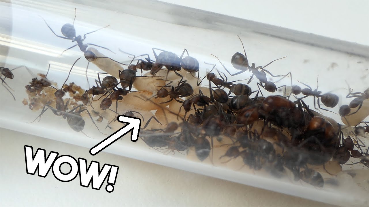 A TON OF PUPAE! - Camponotus Nicobarensis Ant Colony | Update #1